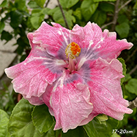 Taiwan Watercolor Rose